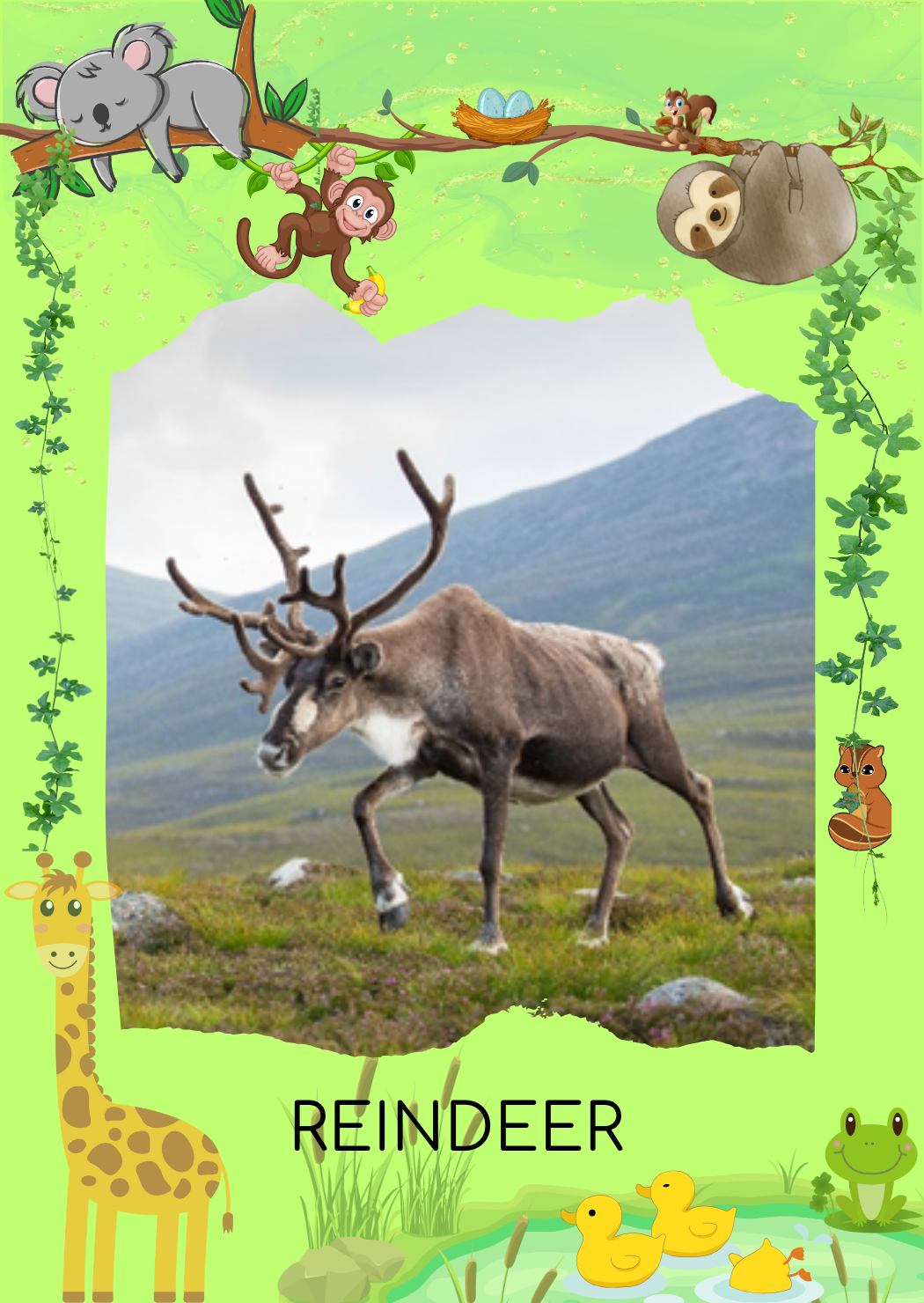 Animal 1 Front